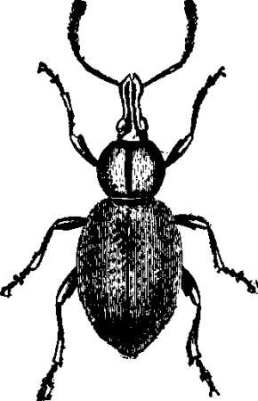 Image of lovage weevil