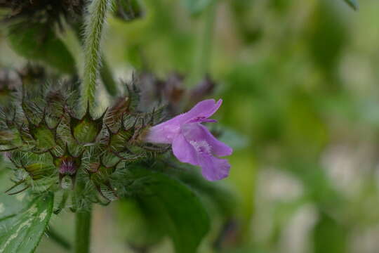 Image of wild basil