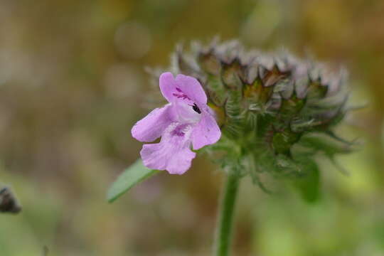 Image of wild basil