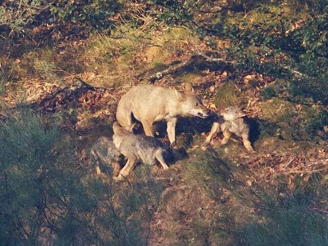 Imagem de Canis lupus signatus