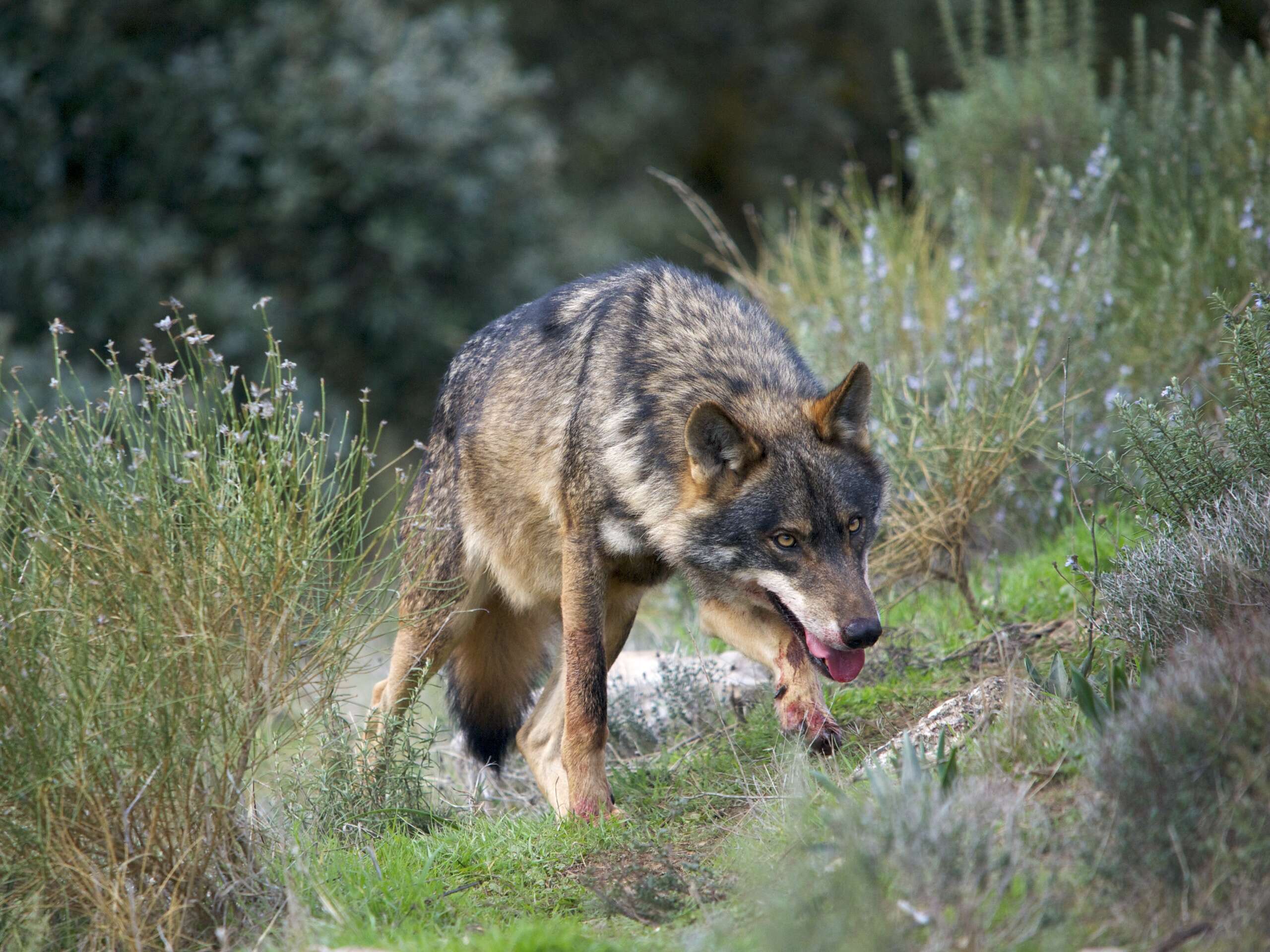 Imagem de Canis lupus signatus