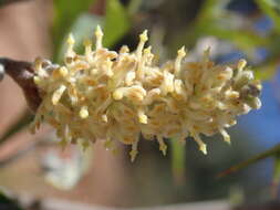 Image of Grevillea ramosissima Meissn.