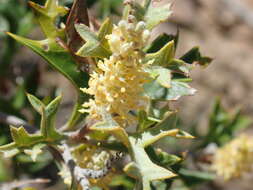 Image of Grevillea ramosissima Meissn.