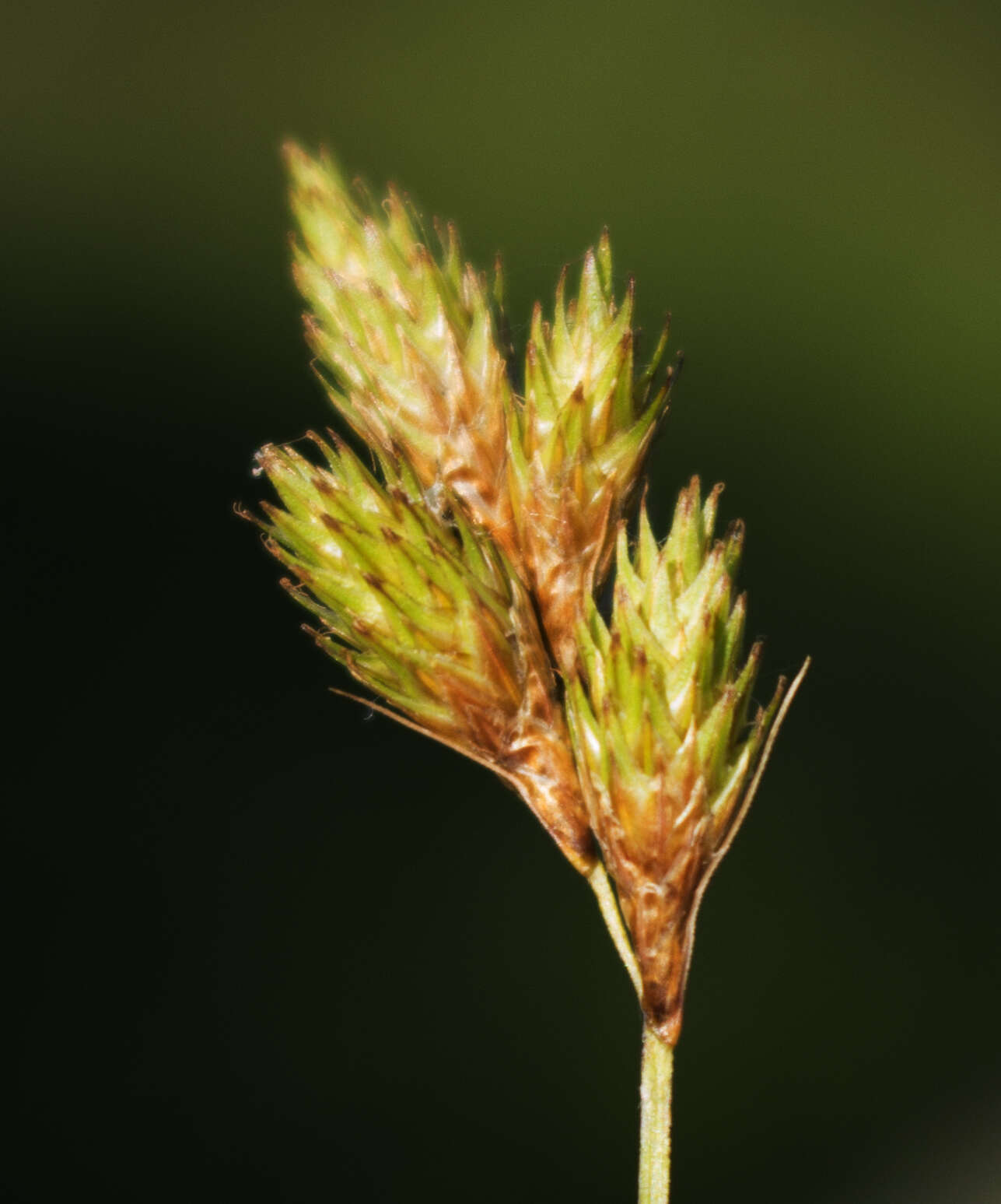 Image of broom sedge