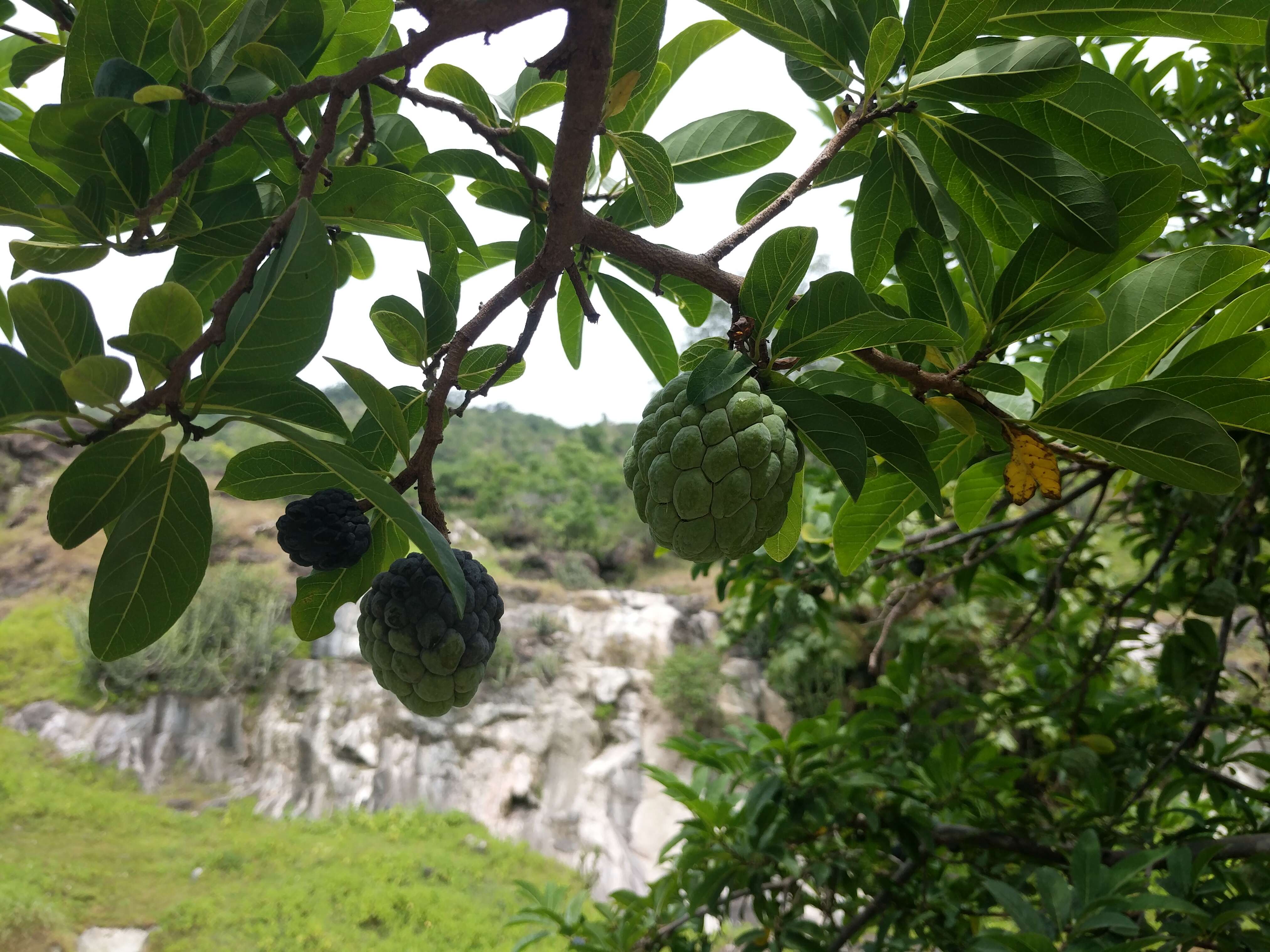 Imagem de Annona squamosa L.