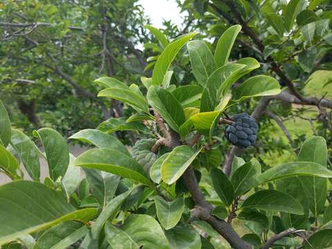 Image of sugar apple