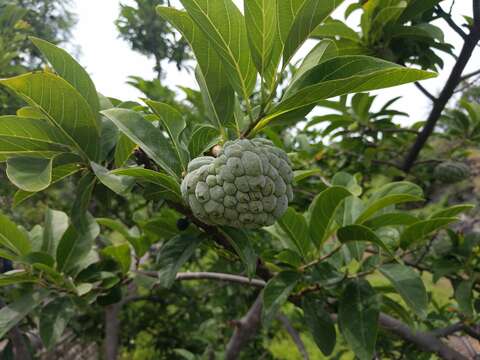 Imagem de Annona squamosa L.