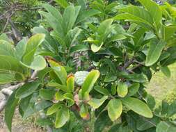 Image of sugar apple