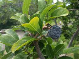 Image of sugar apple