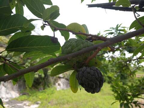 Imagem de Annona squamosa L.