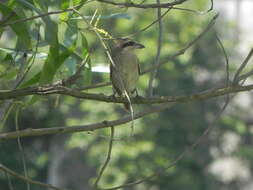 Image of Brown Shrike