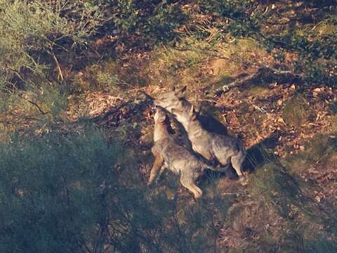 Imagem de Canis lupus signatus