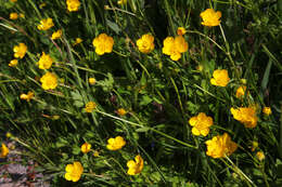 Image of common buttercup