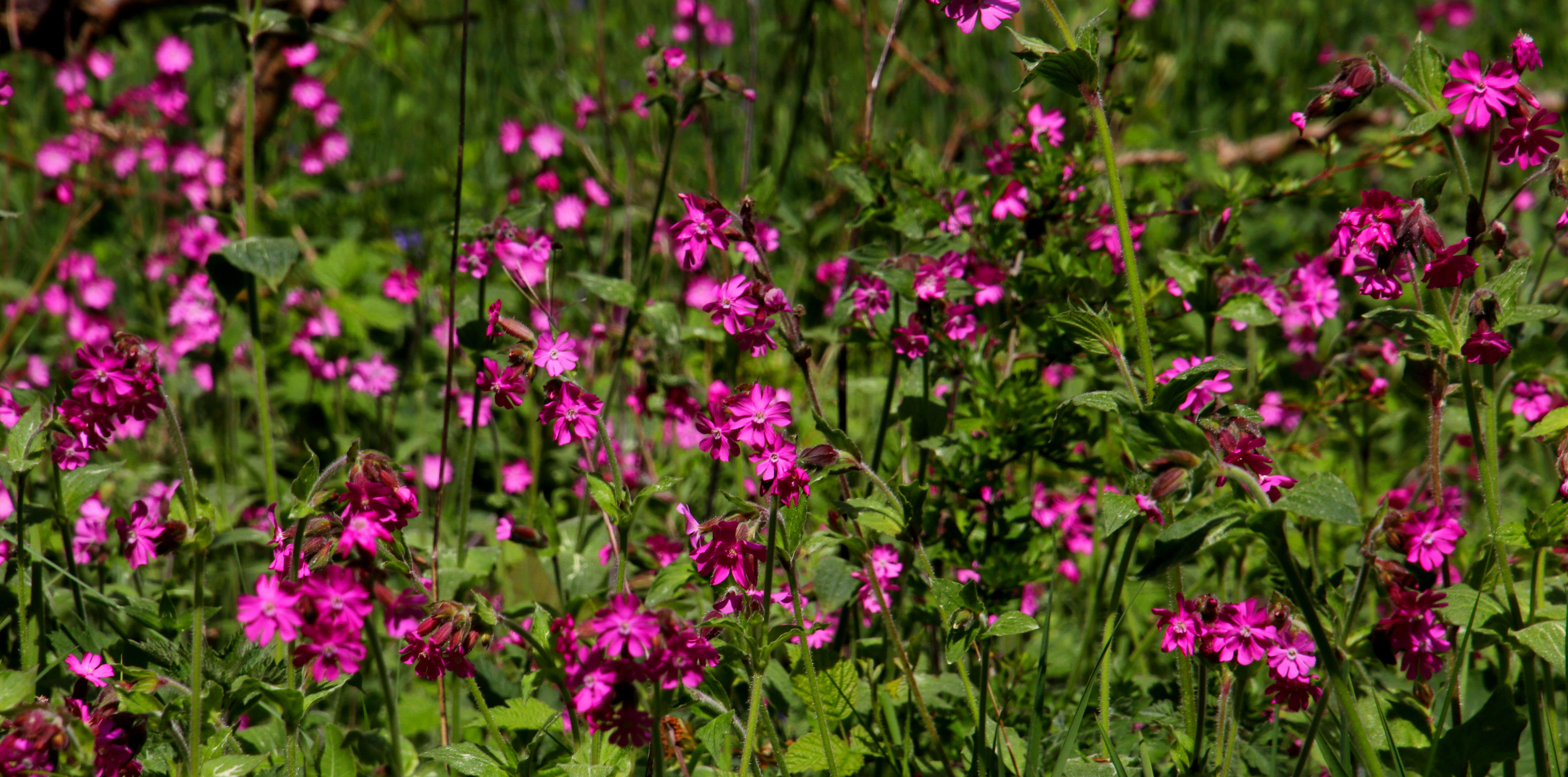 صورة Silene dioica (L.) Clairv.