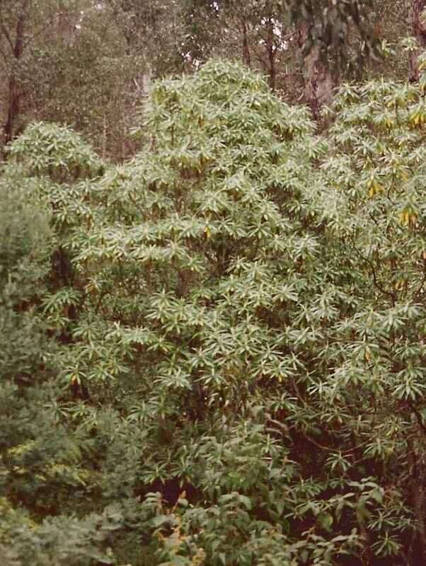 Image of Blanket Bush