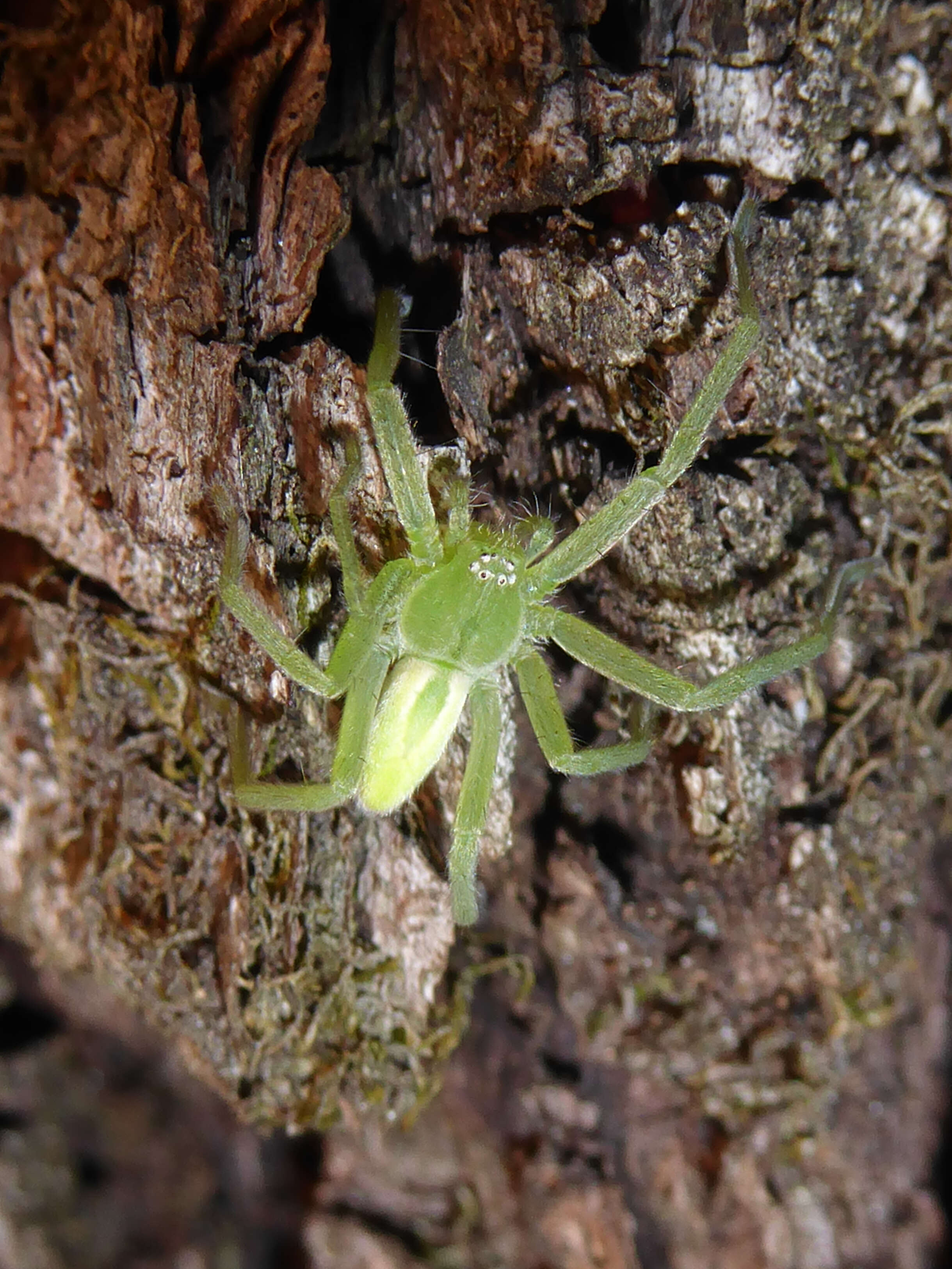 Image of Micrommata virescens (Clerck 1757)