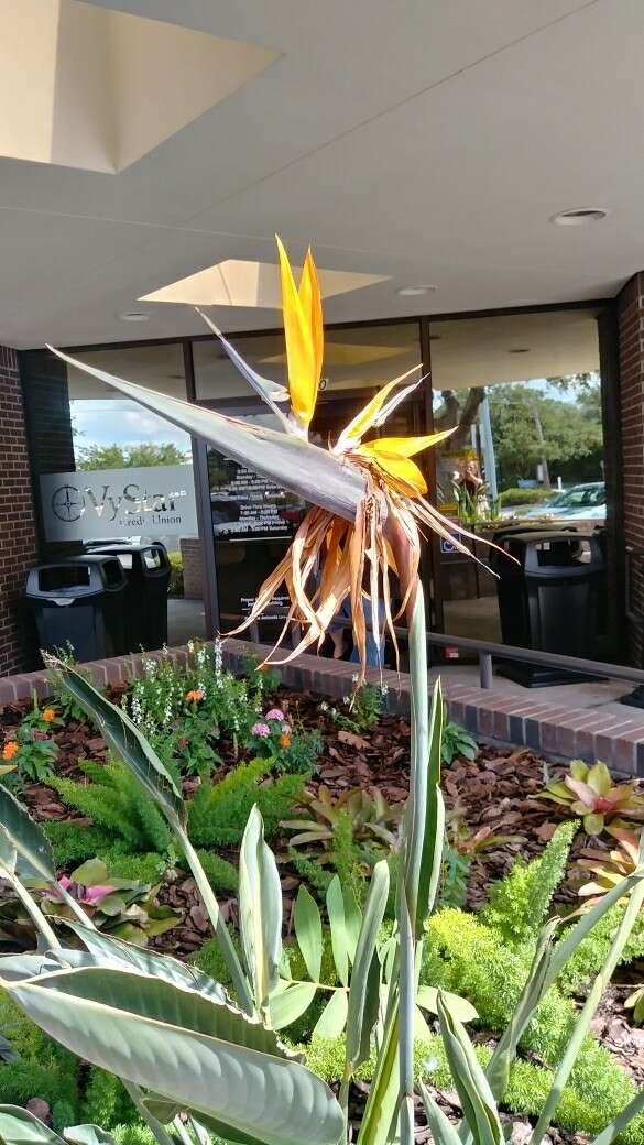 Image of Bird of paradise plant