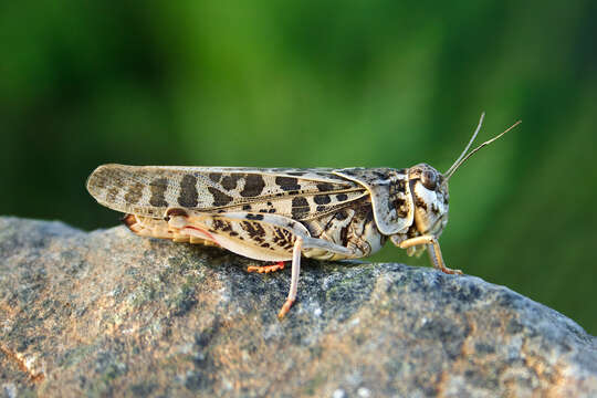 Image of Red-shanked Grasshopper