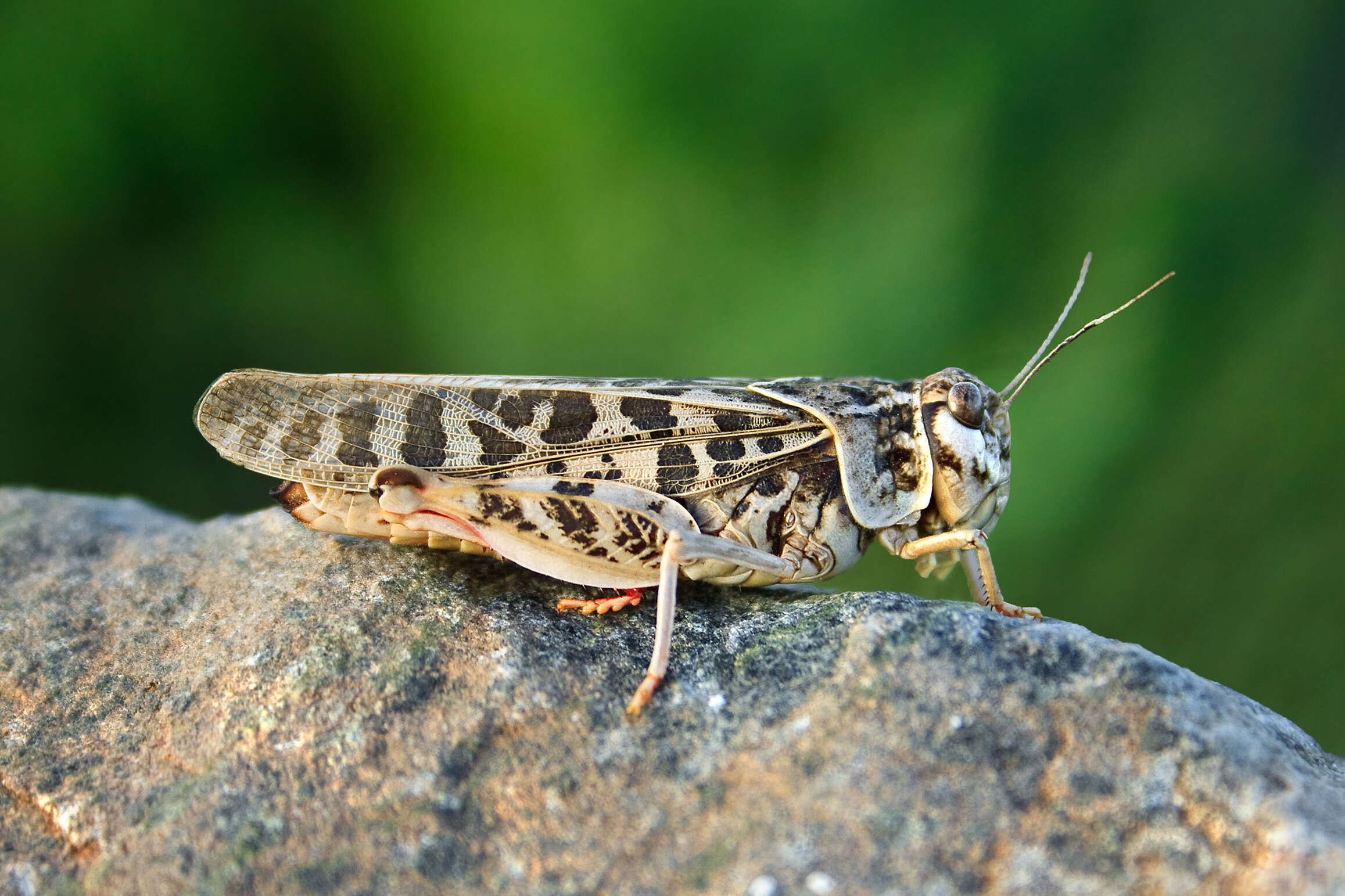 Xanthippus corallipes (Haldeman 1852)的圖片