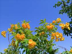 Image of Yellow bells