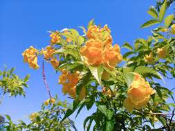 Image of Yellow bells