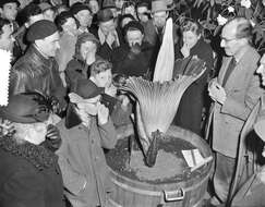 Amorphophallus titanum (Becc.) Becc. resmi