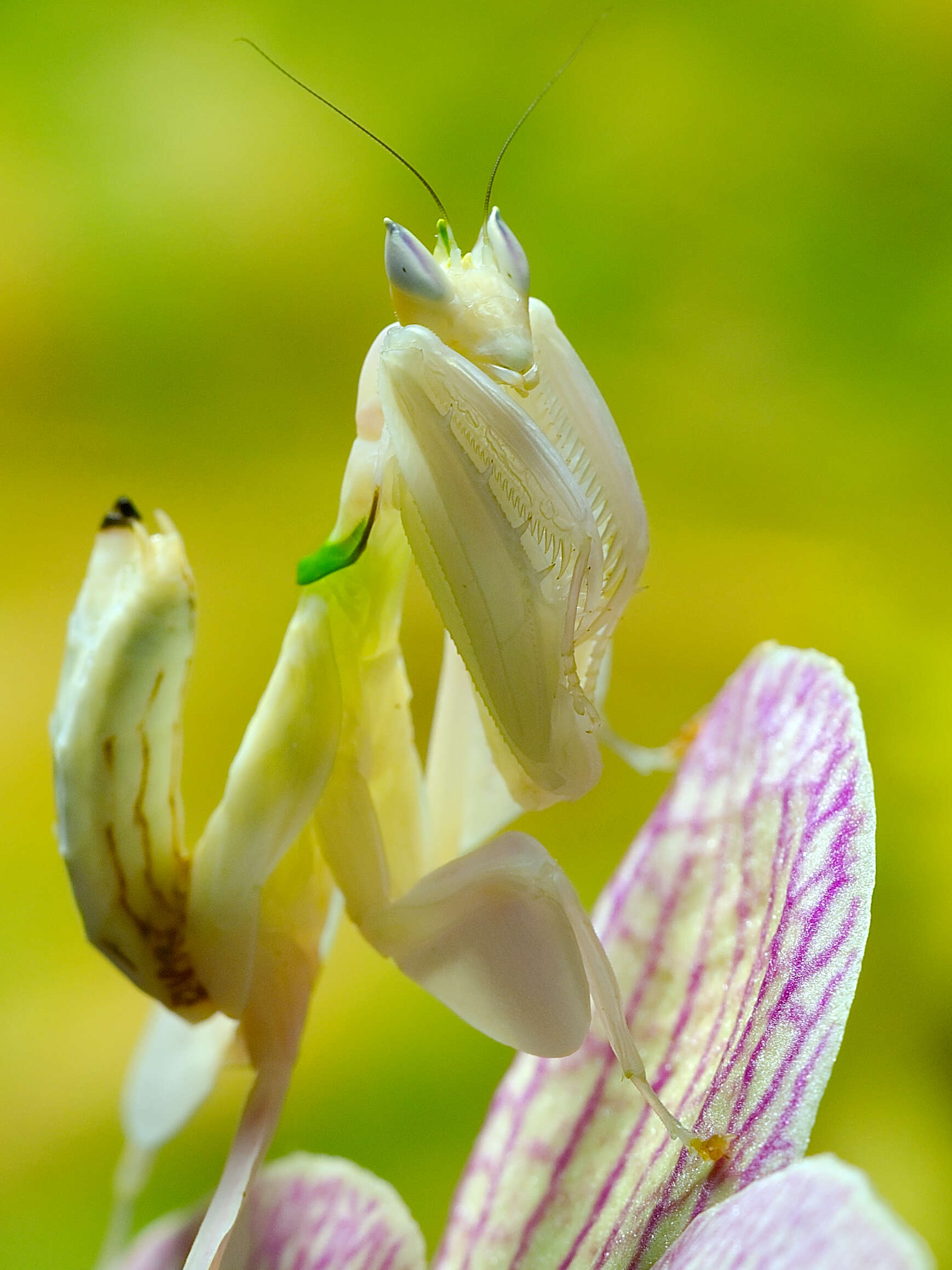 Image de Mante orchidée