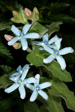 Image of Oxypetalum coeruleum (D. Don) Decne.