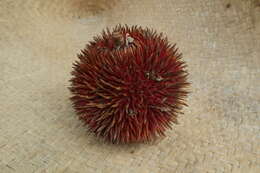 Image of Durio dulcis Becc.