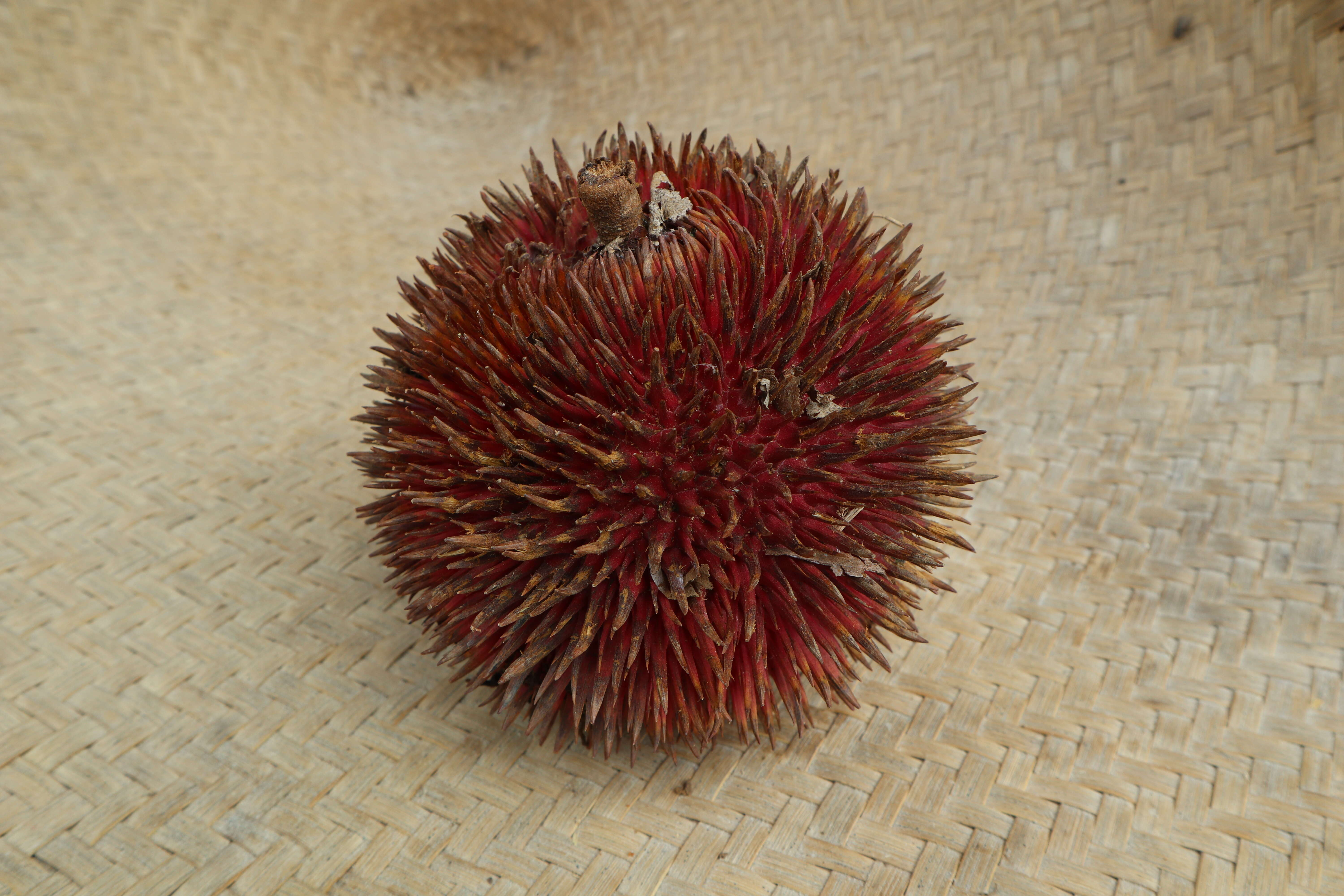 Image of Durio dulcis Becc.