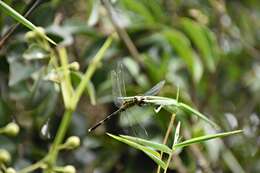 Image of Brachydiplax chalybea Brauer 1868