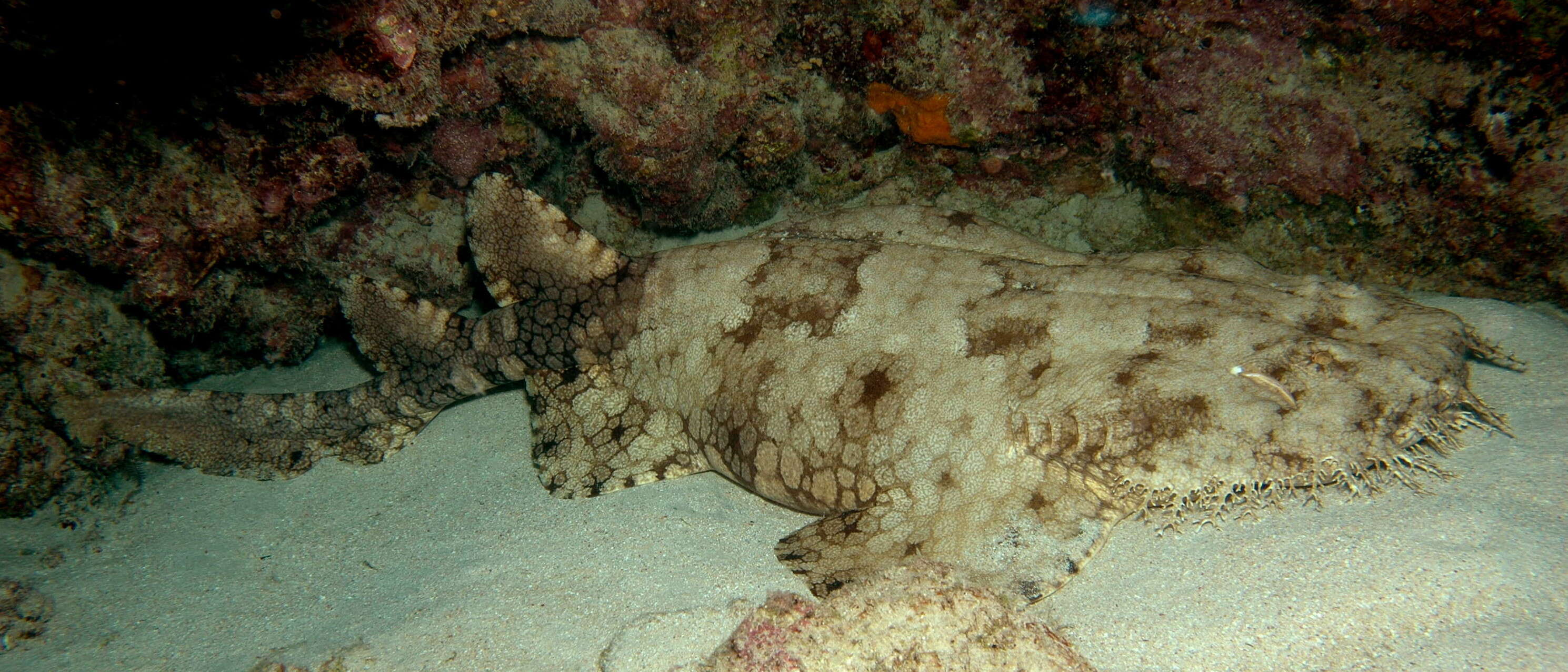 Image of Eucrossorhinus