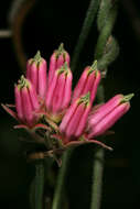 Image of Microloma sagittatum (L.) R. Br.