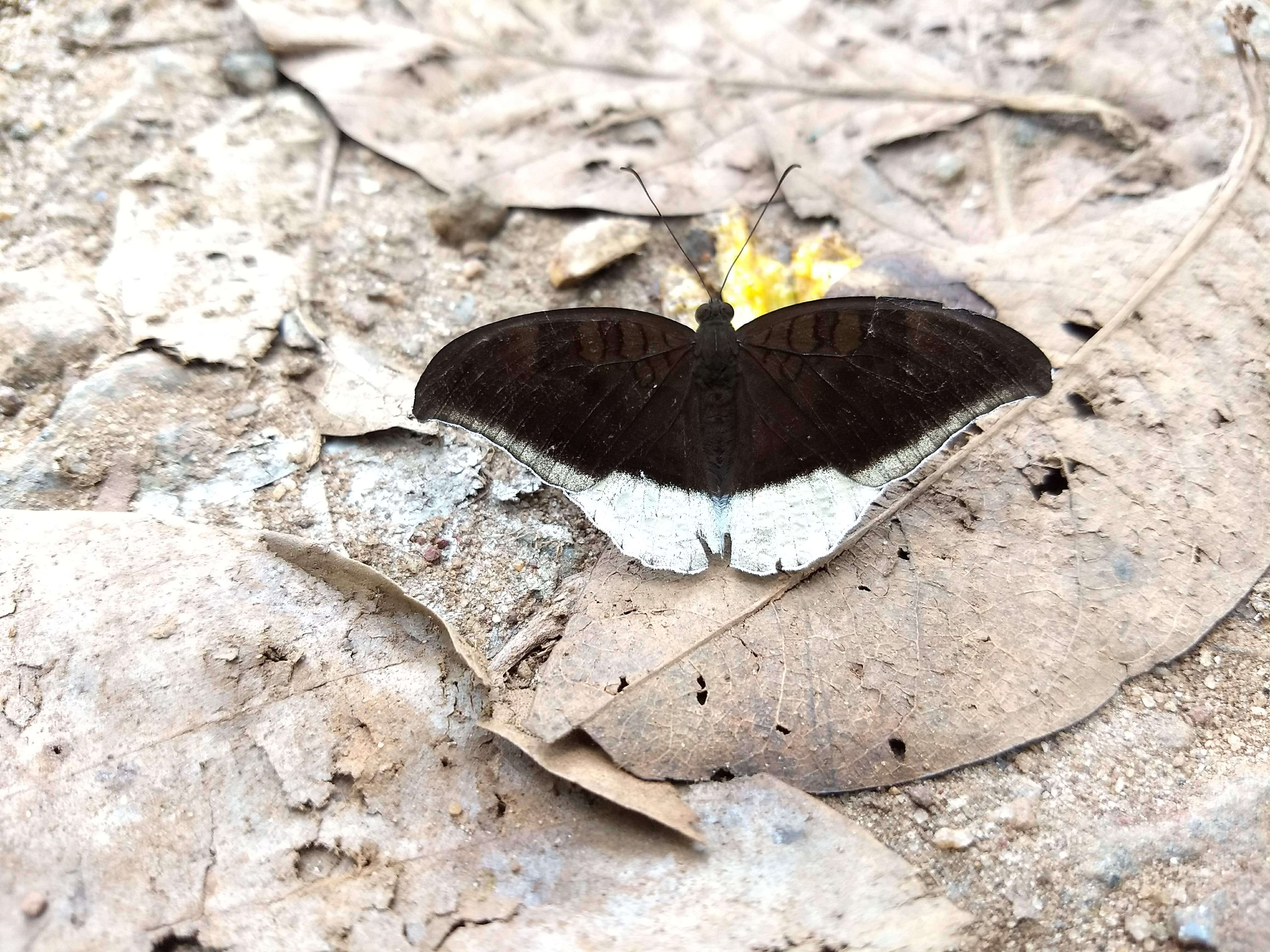 Image of Tanaecia lepidea Butler 1868