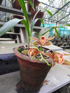 Image de Cymbidium iridioides D. Don