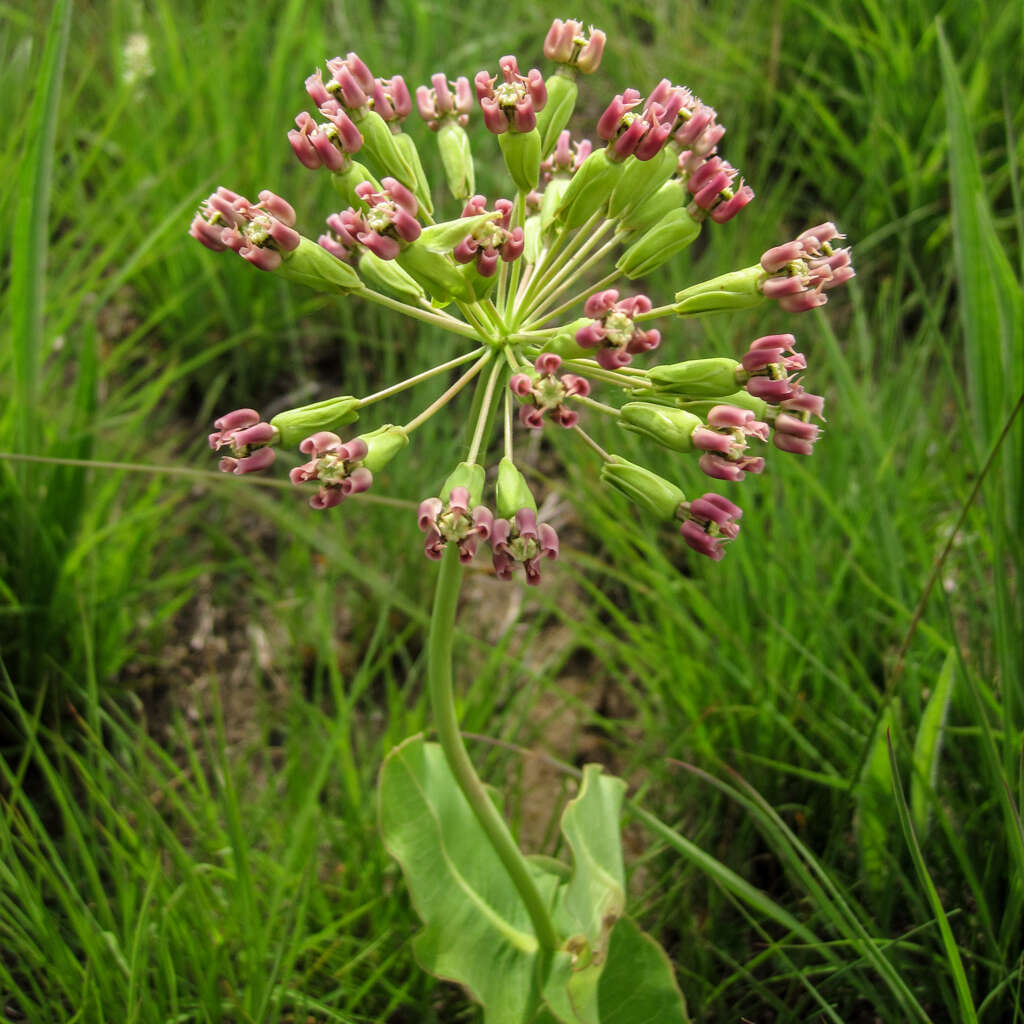 Image of clasping milkweed