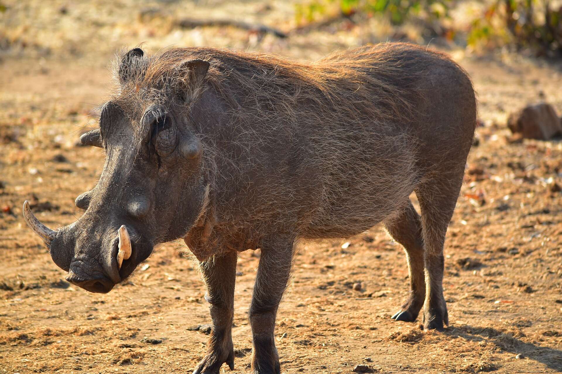 Image of Phacochoerini