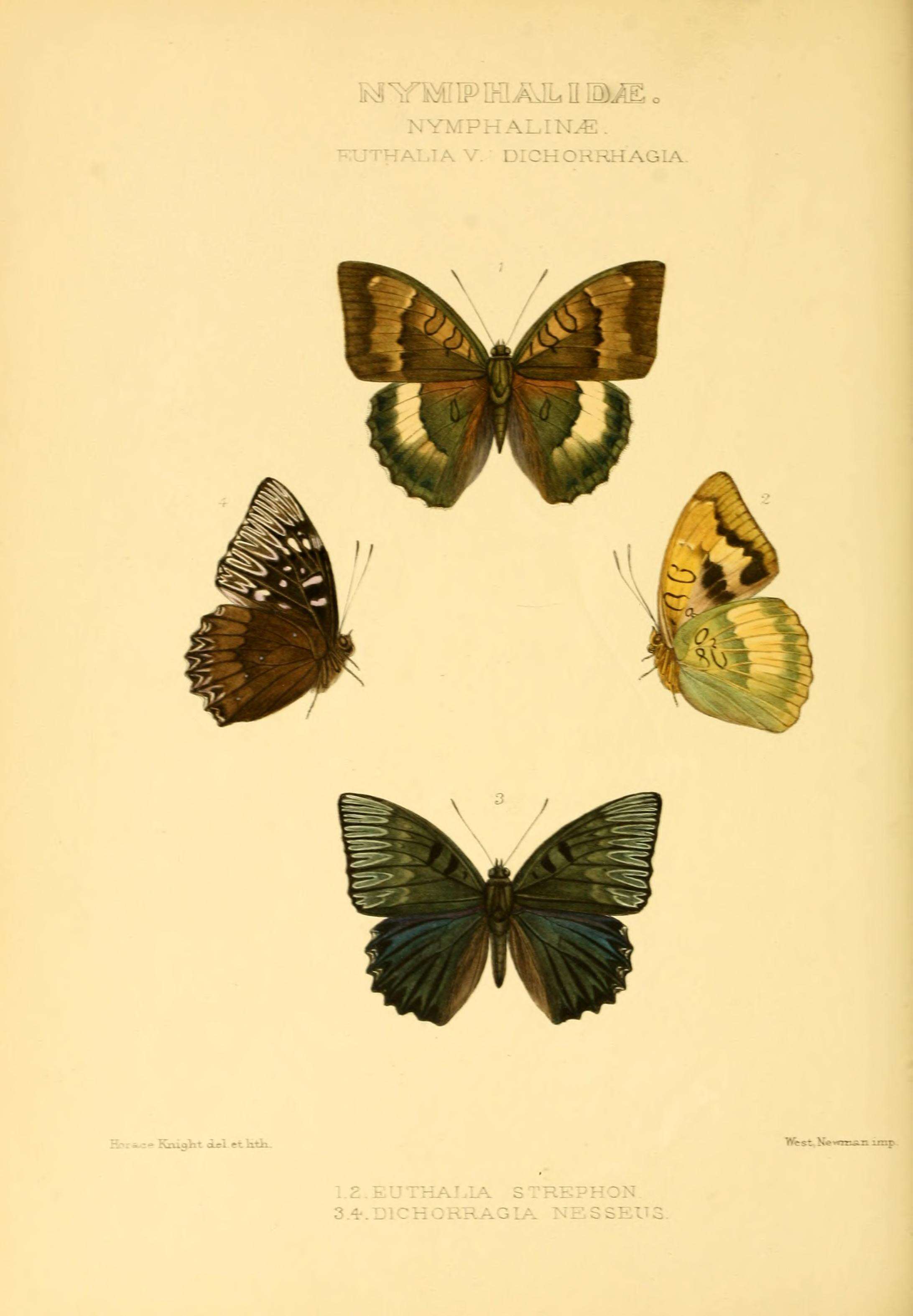 Image of Dichorragia nesimachus Boisduval 1836