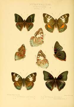 Imagem de Euthalia djata Distant 1887