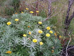 Image of Xerochrysum