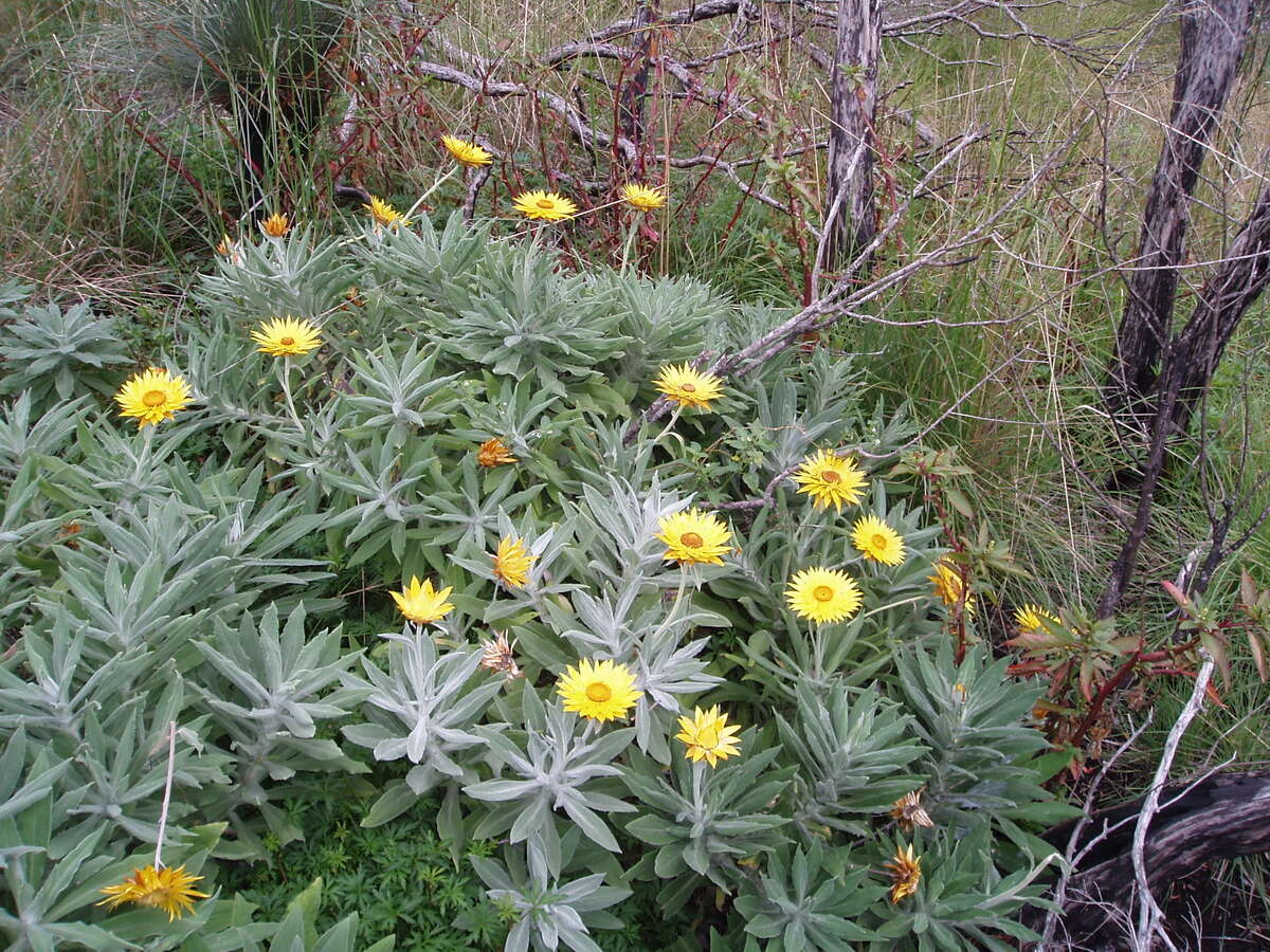 Image of Xerochrysum