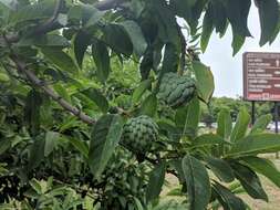 Image of sugar apple