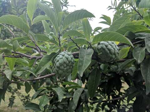 Image of sugar apple