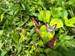 Image of Common Pierrot