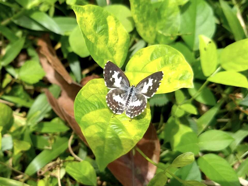 Image of Common Pierrot