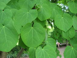 Image of katsura tree family