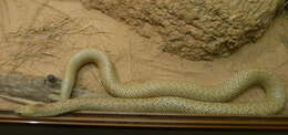 Image of Speckled Brown Snake