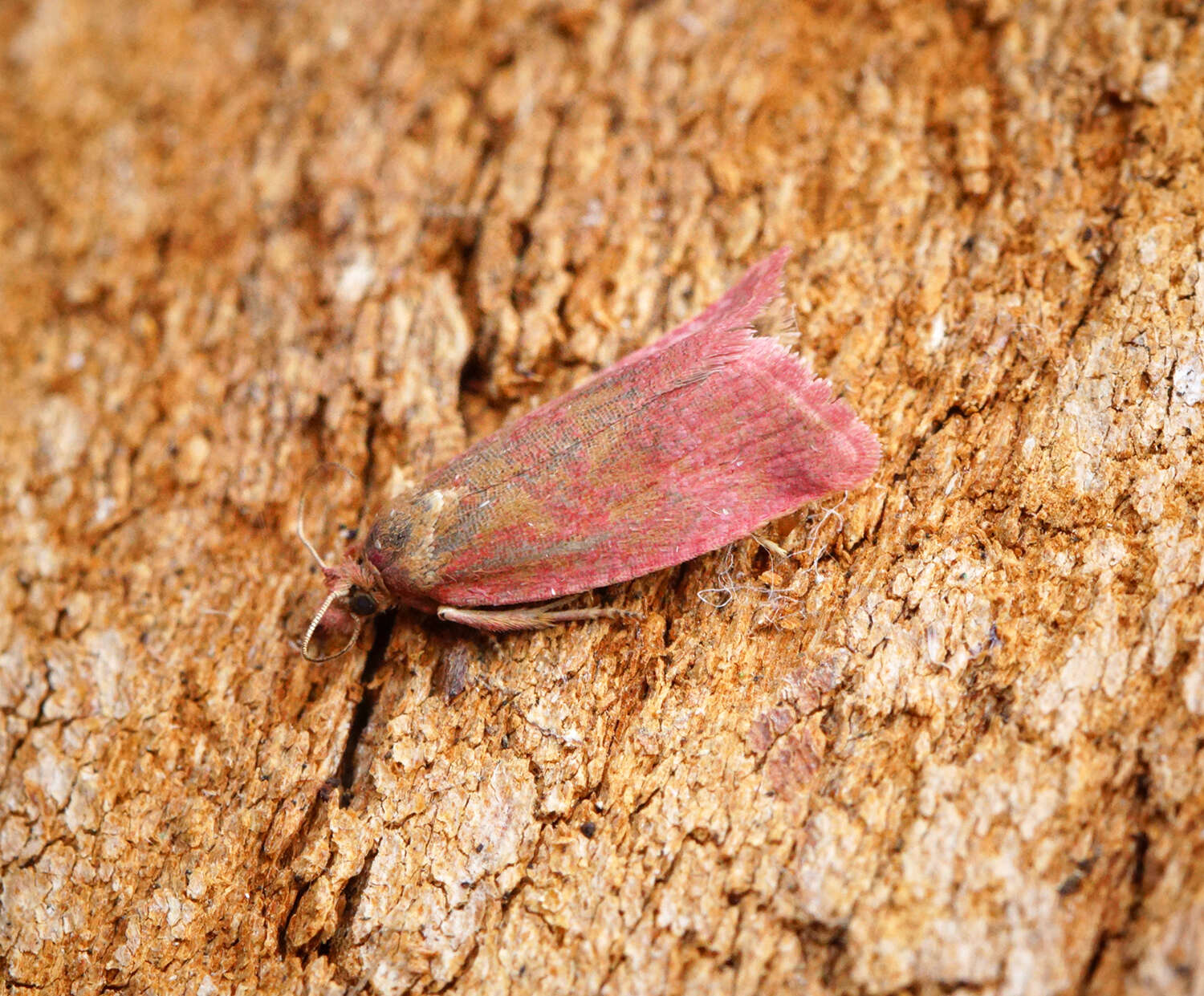 Image of Celypha rufana