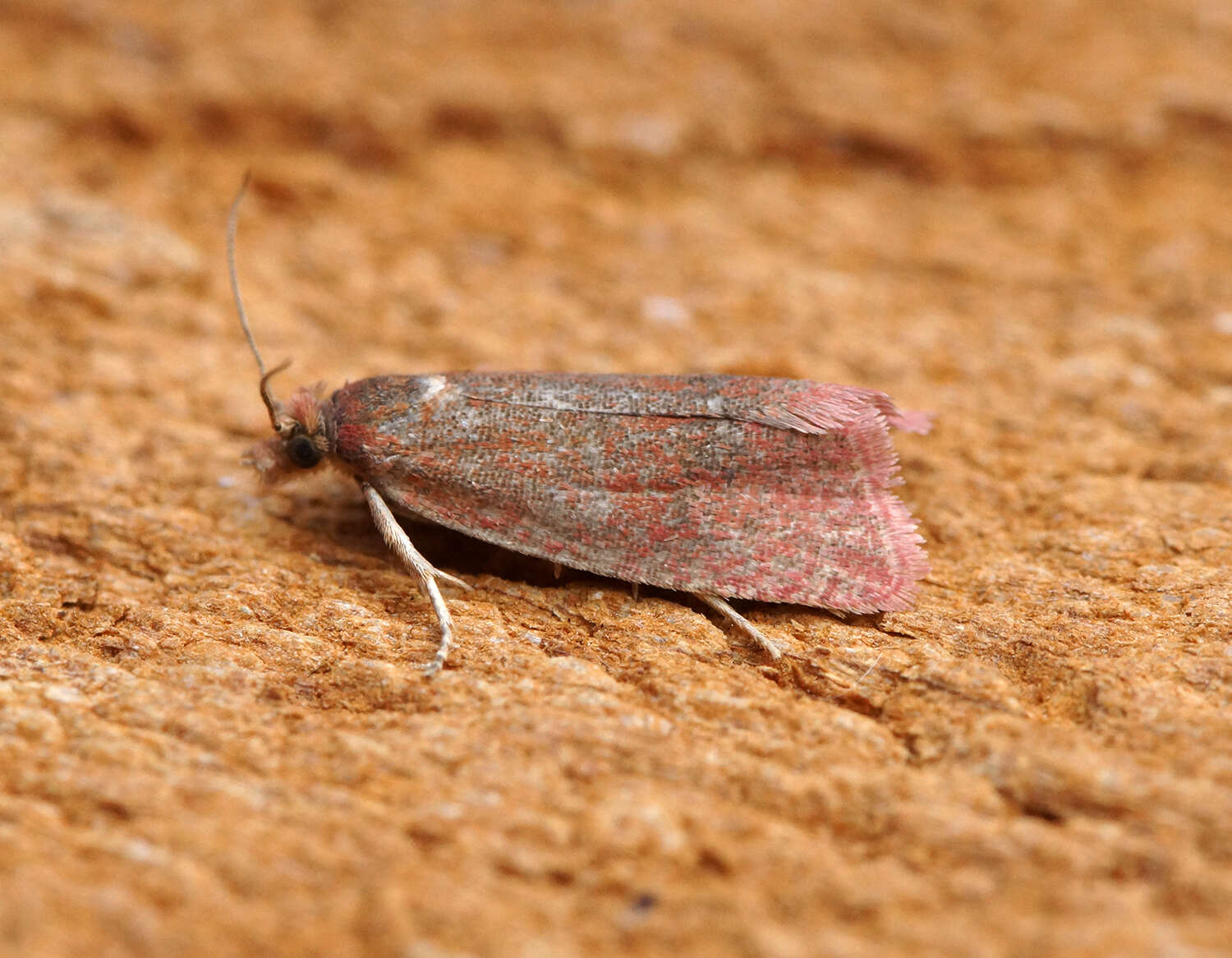 Image of Celypha rufana