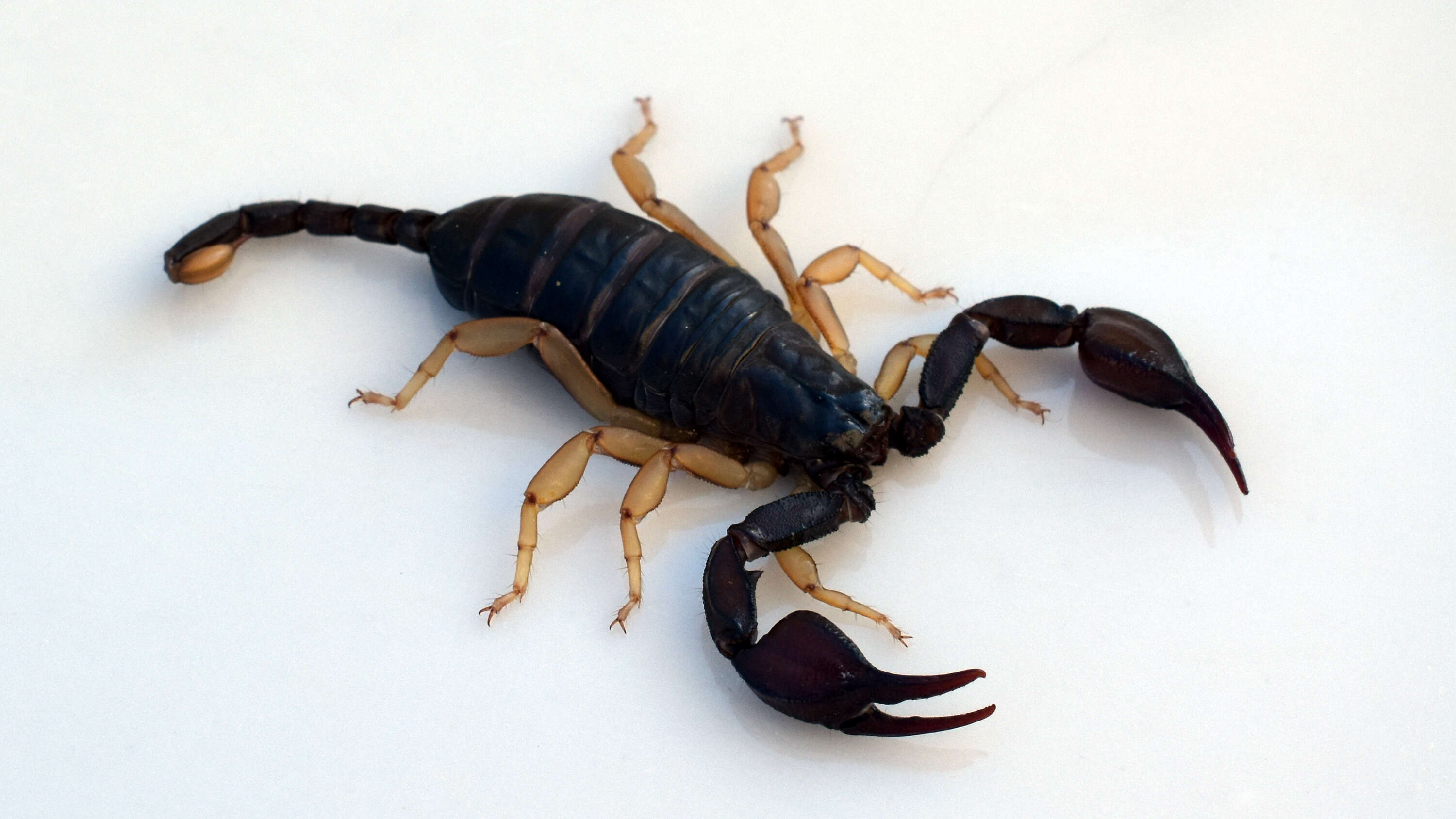 Euscorpius flavicaudis (De Geer 1778) resmi